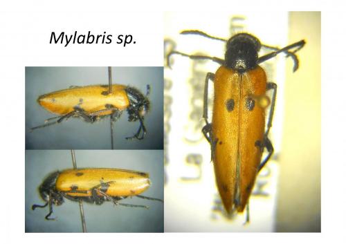 Réf. 268 685 : Mylabris connata